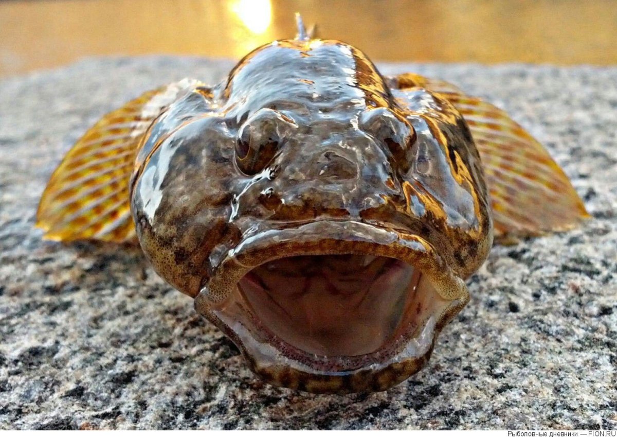 Обыкновенный подкаменщик