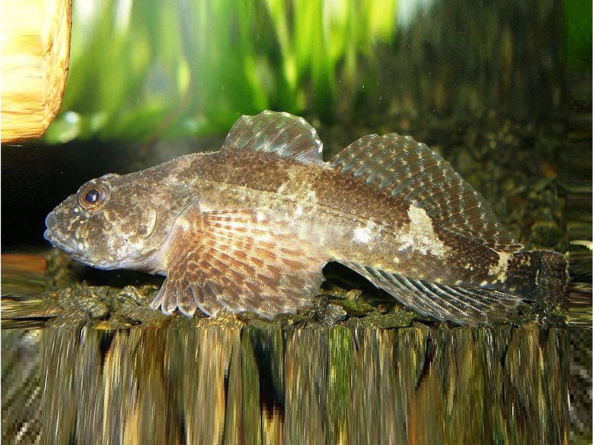 Ратан головешка