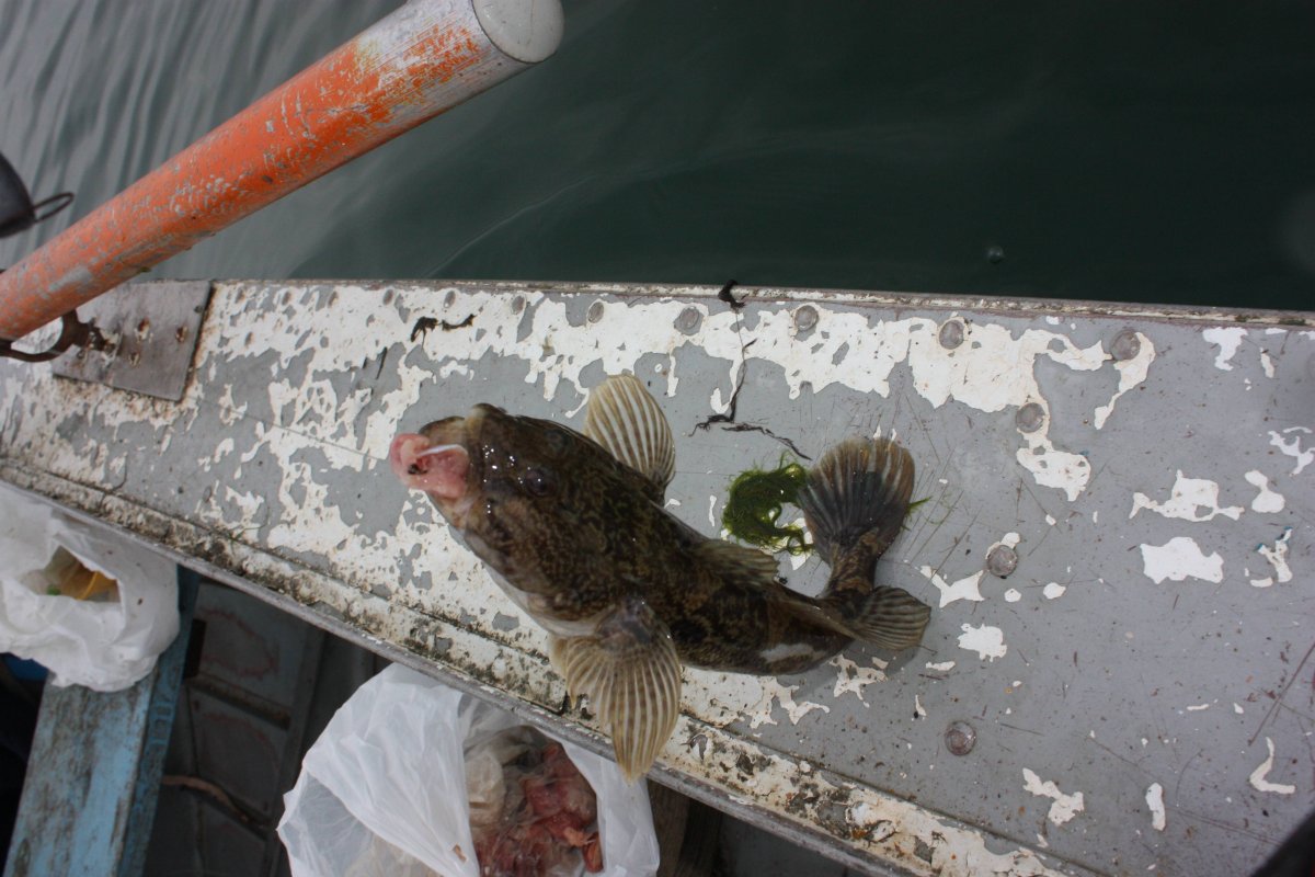 Бычок подкаменщик Черноморский