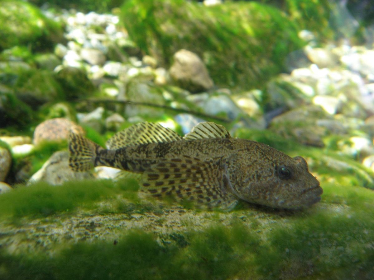 Бычок подкаменщик Сибирский