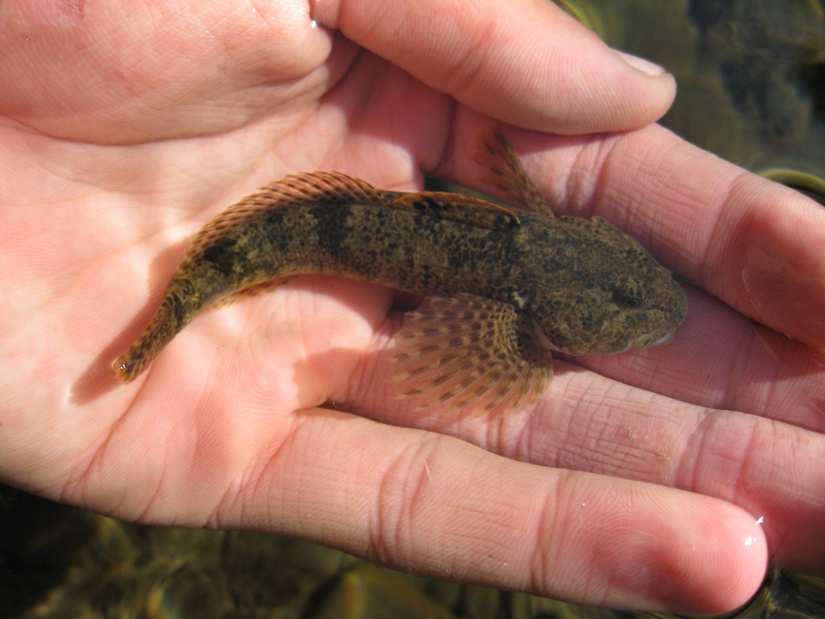 Бычок подкаменщик Черноморский