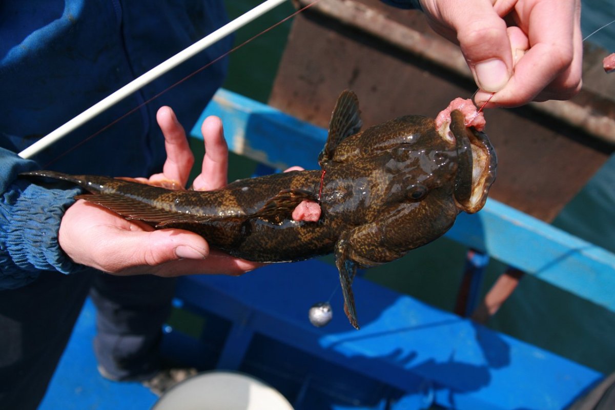 Скорпена рыба черного моря