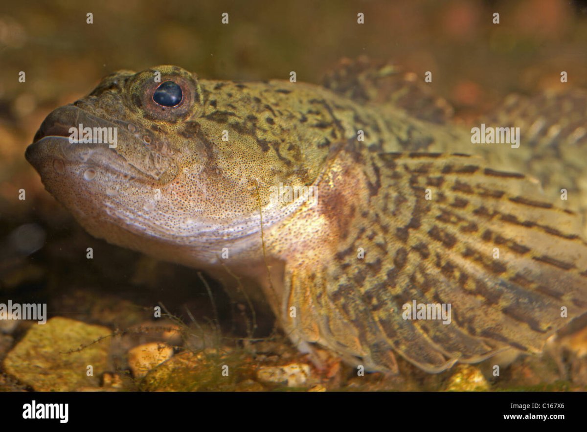 Ротан подкаменщик