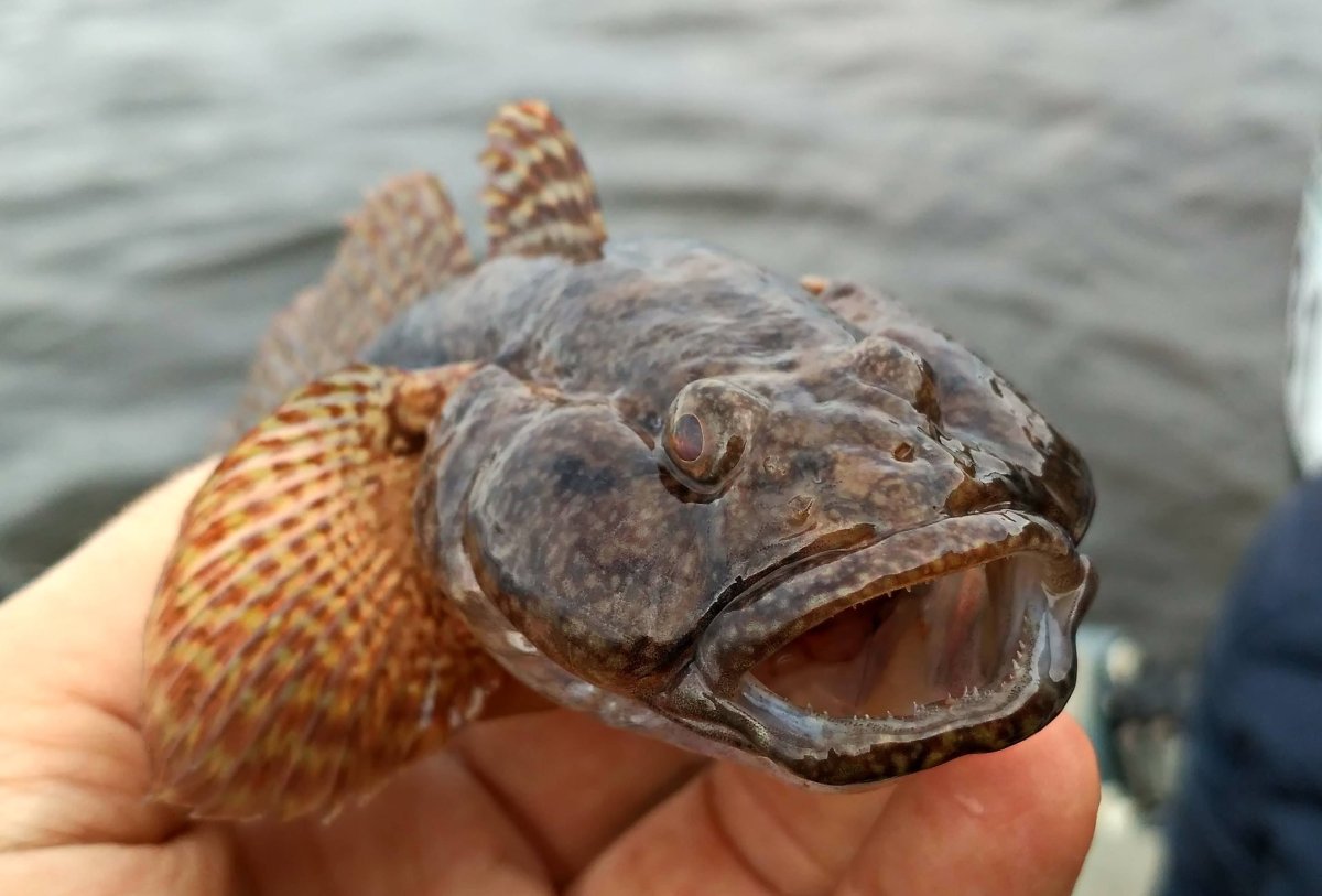 Бычок мартовик рыба