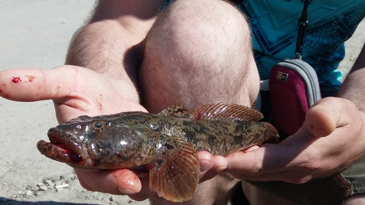 Бычок подкаменщик Сибирский