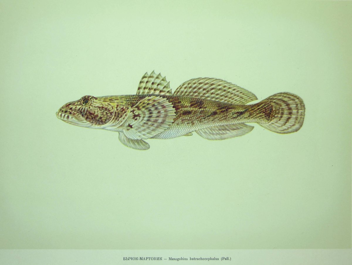 Бычок подкаменщик Черноморский