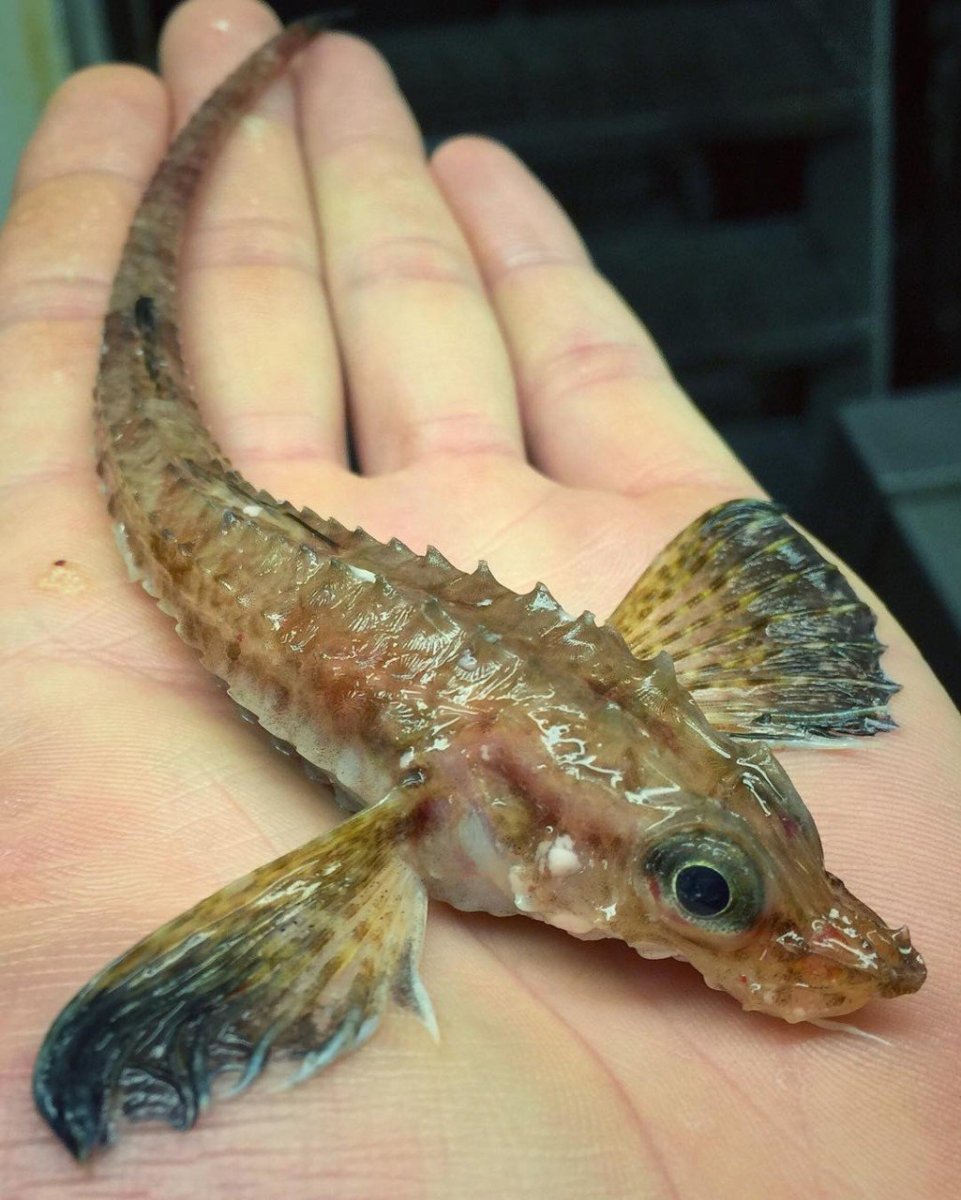 Обыкновенный подкаменщик (бычок)