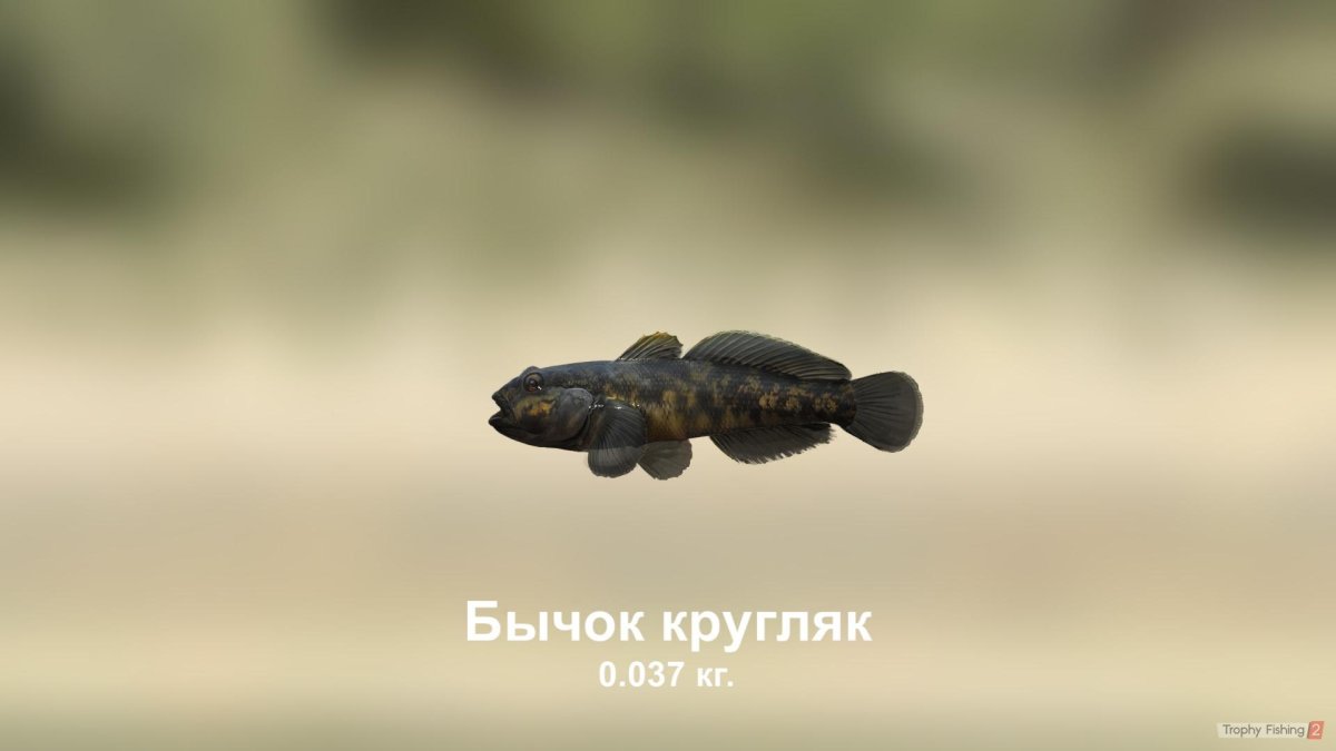 Речной бычок подкаменщик