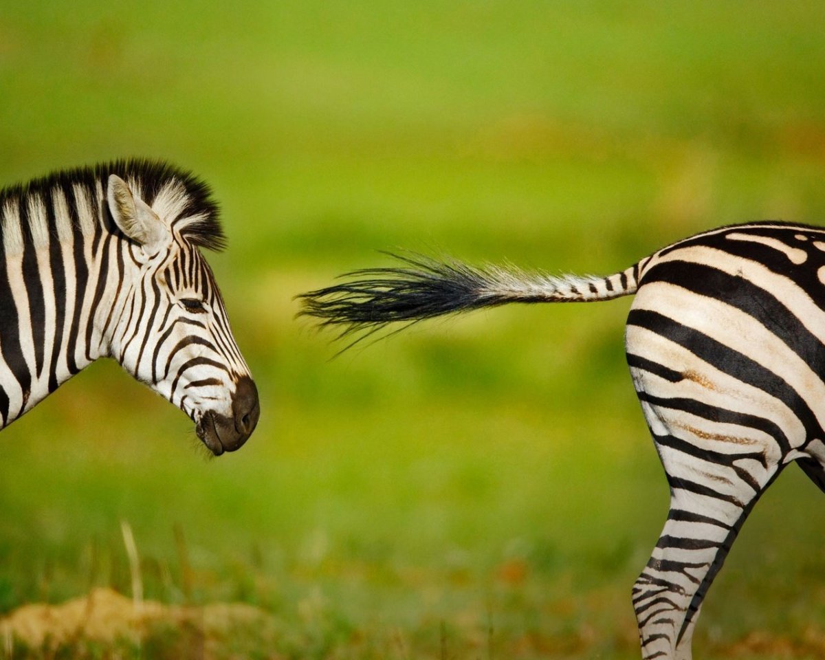 Берчелл Зебра