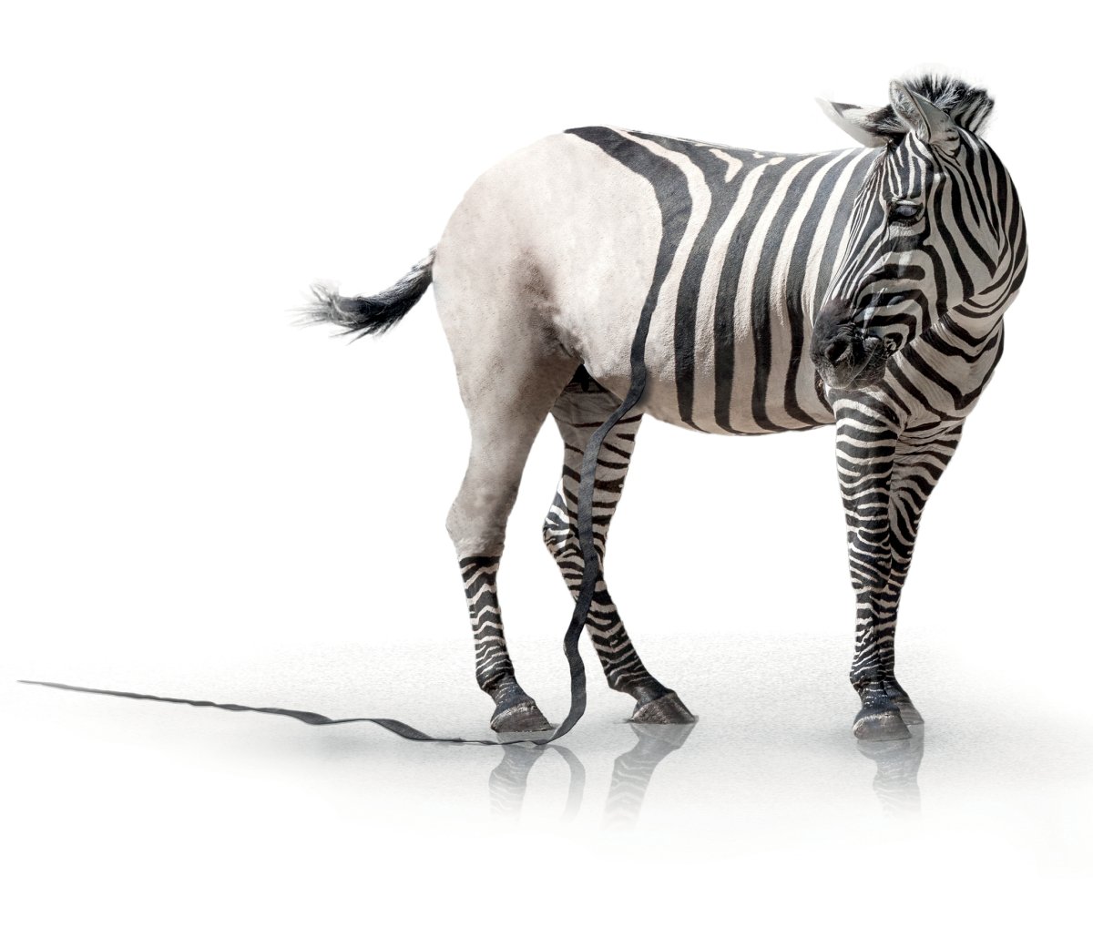 Зебра какает