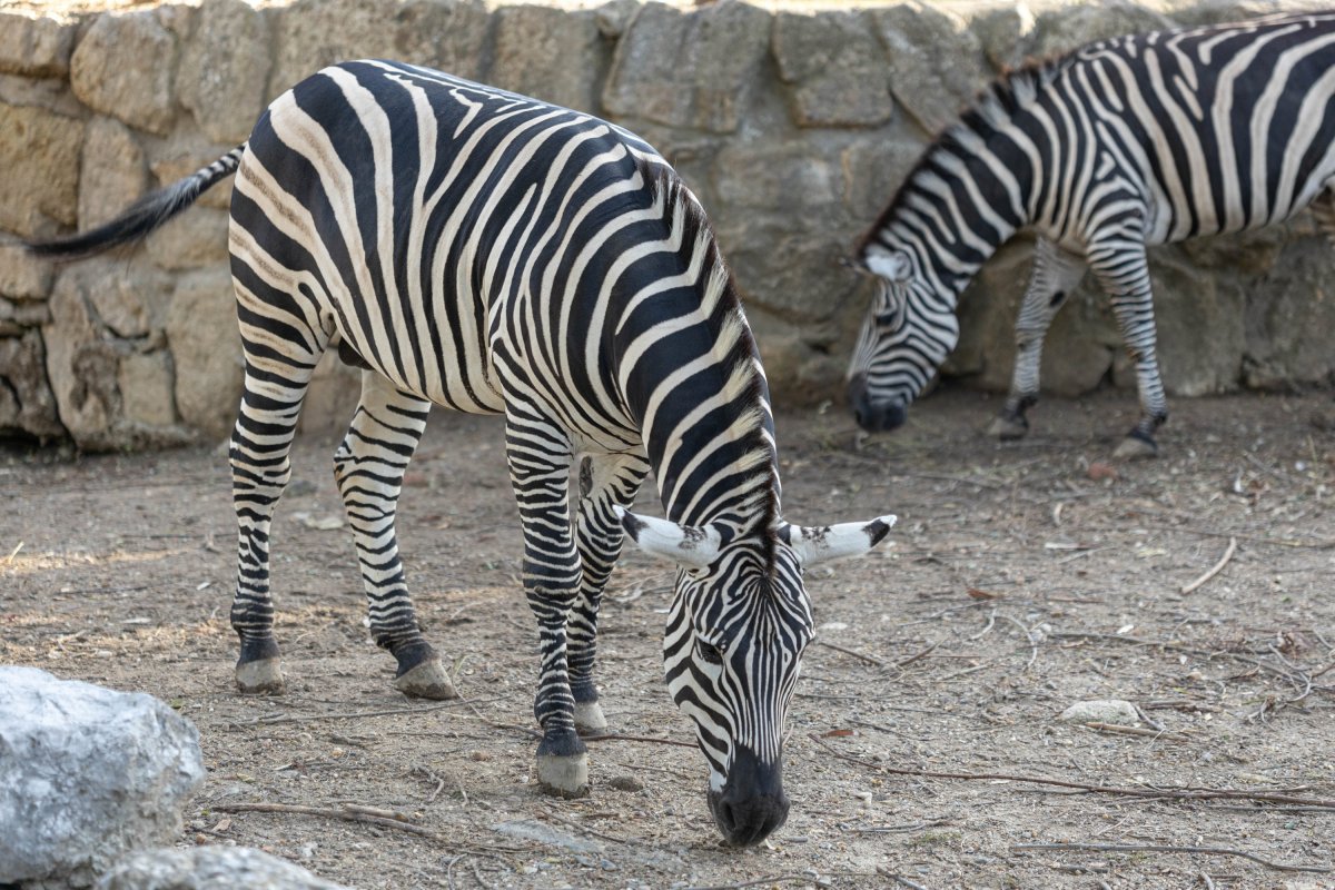Зебра лежит на боку