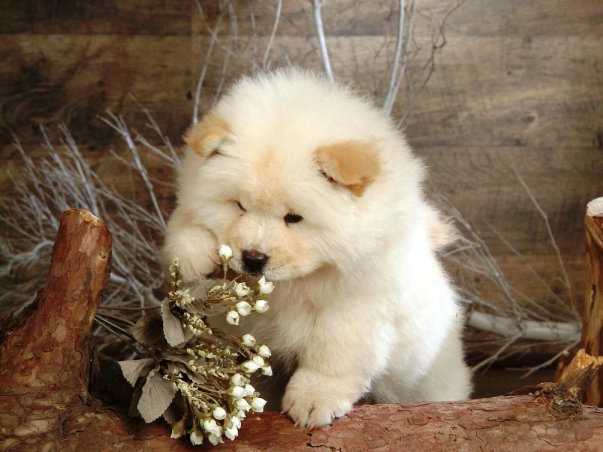 Карликовые чау-чау