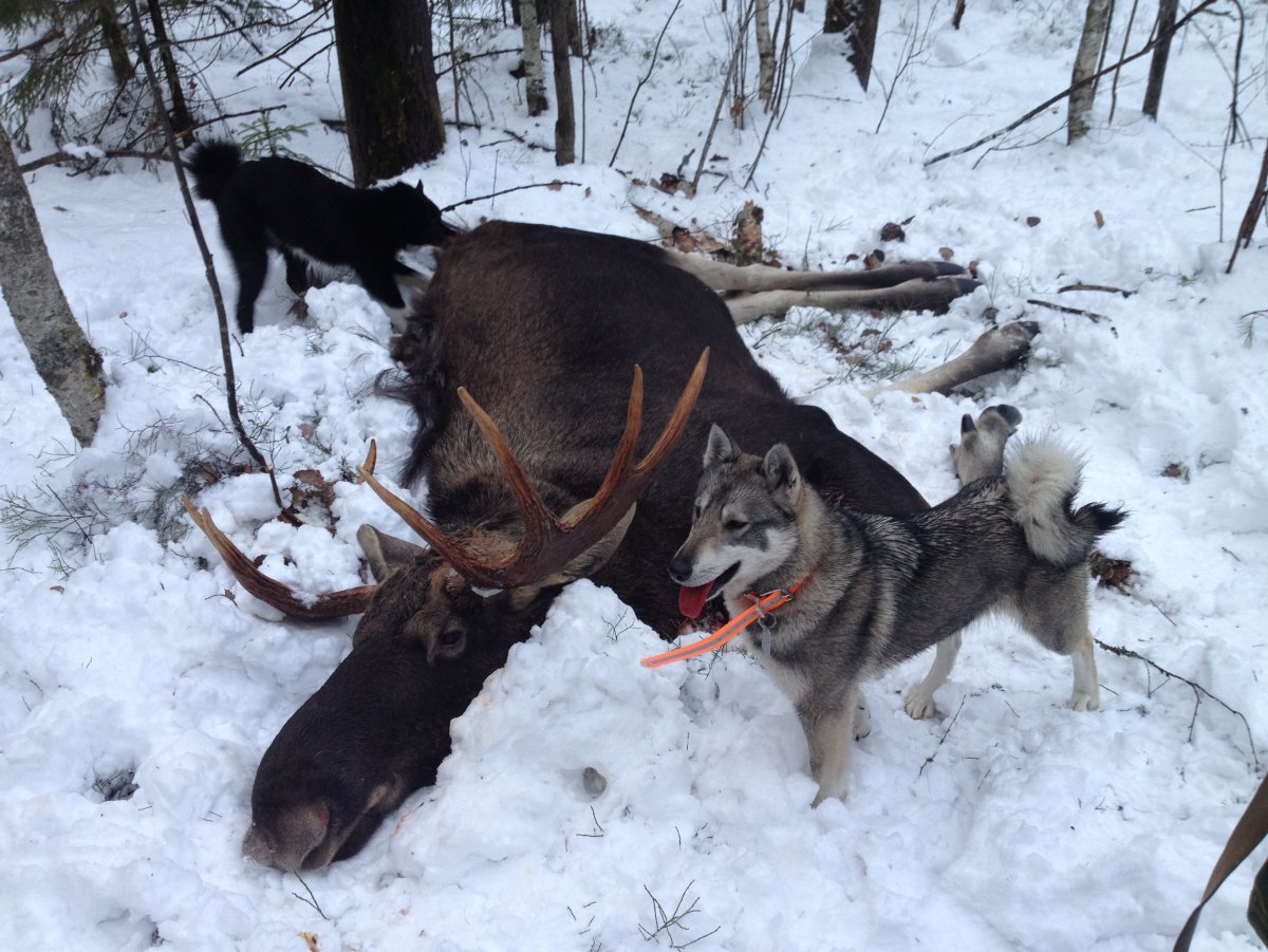 Западно-Сибирская лайка ОХО А
