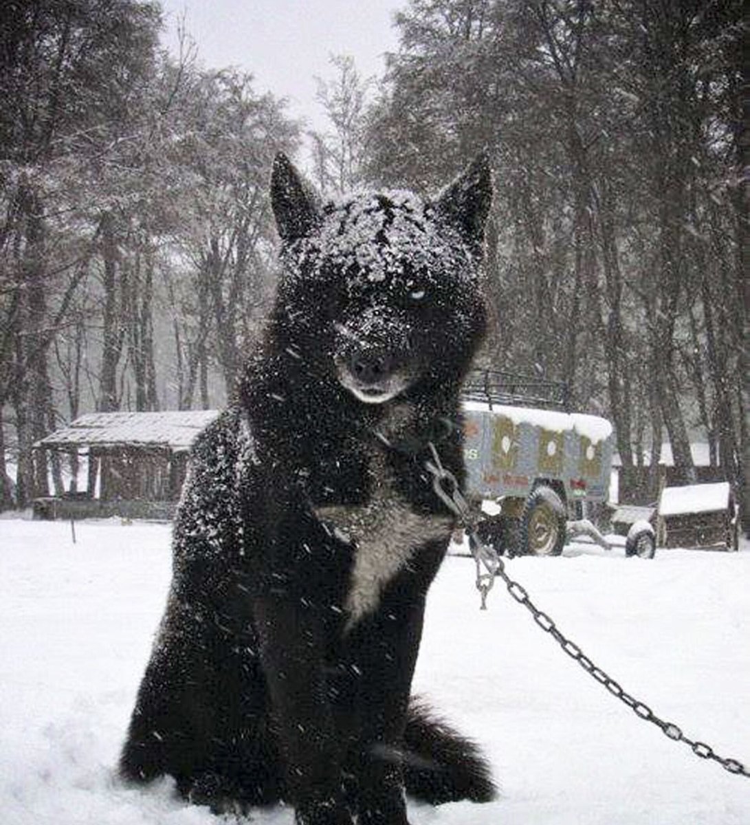 Волкособ хаски черный