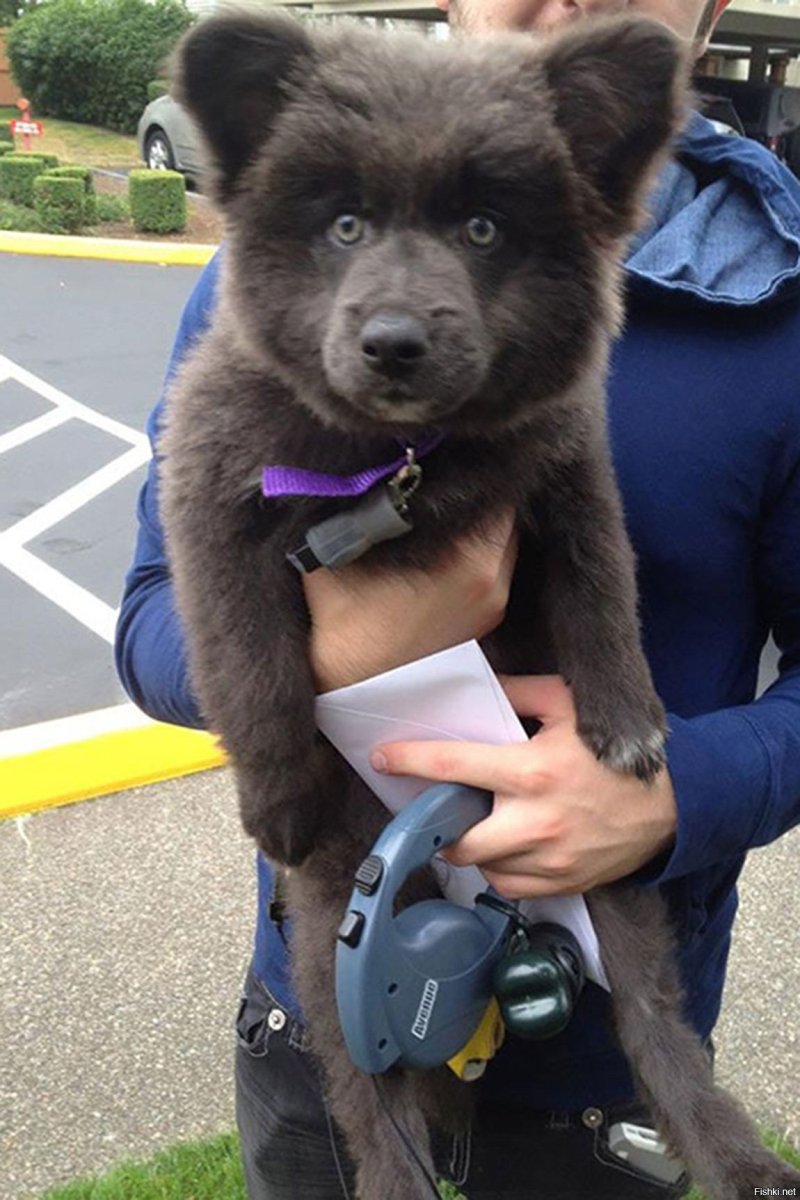 Смесь немецкой овчарки, Акита-ину и вельш-корги