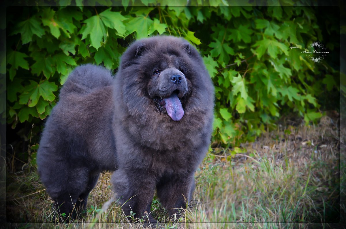 Чау-чау голубого окраса