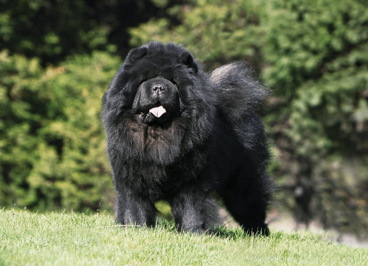 Чау чау черный