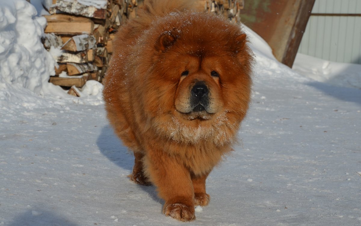 Большие собаки чау чау