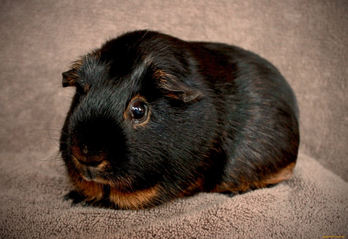 Морская Свинка Пигги