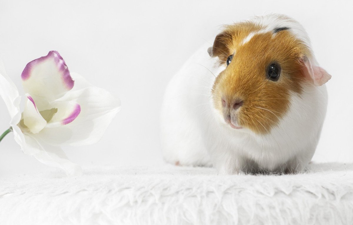 Обои на рабочий стол морские свинки