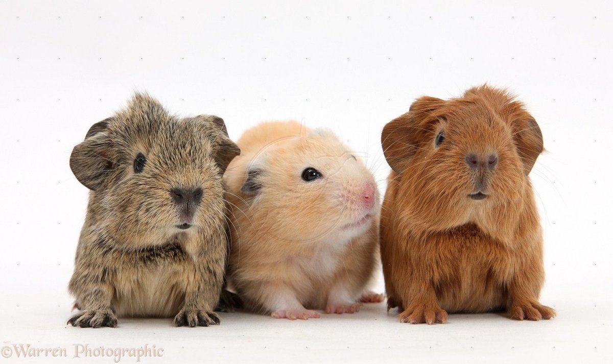 Морская Свинка с большими глазами