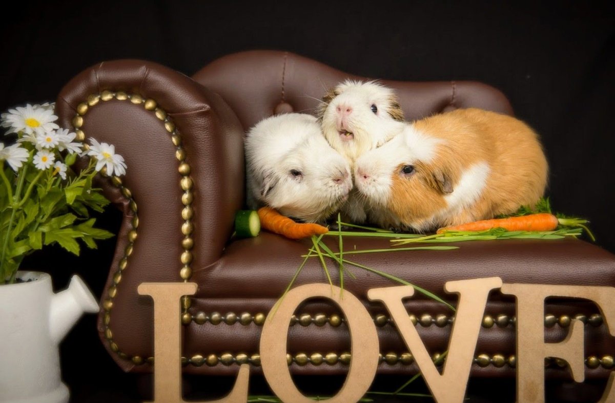 Семейство морских свинок