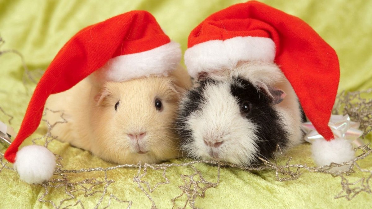 Морские свинки