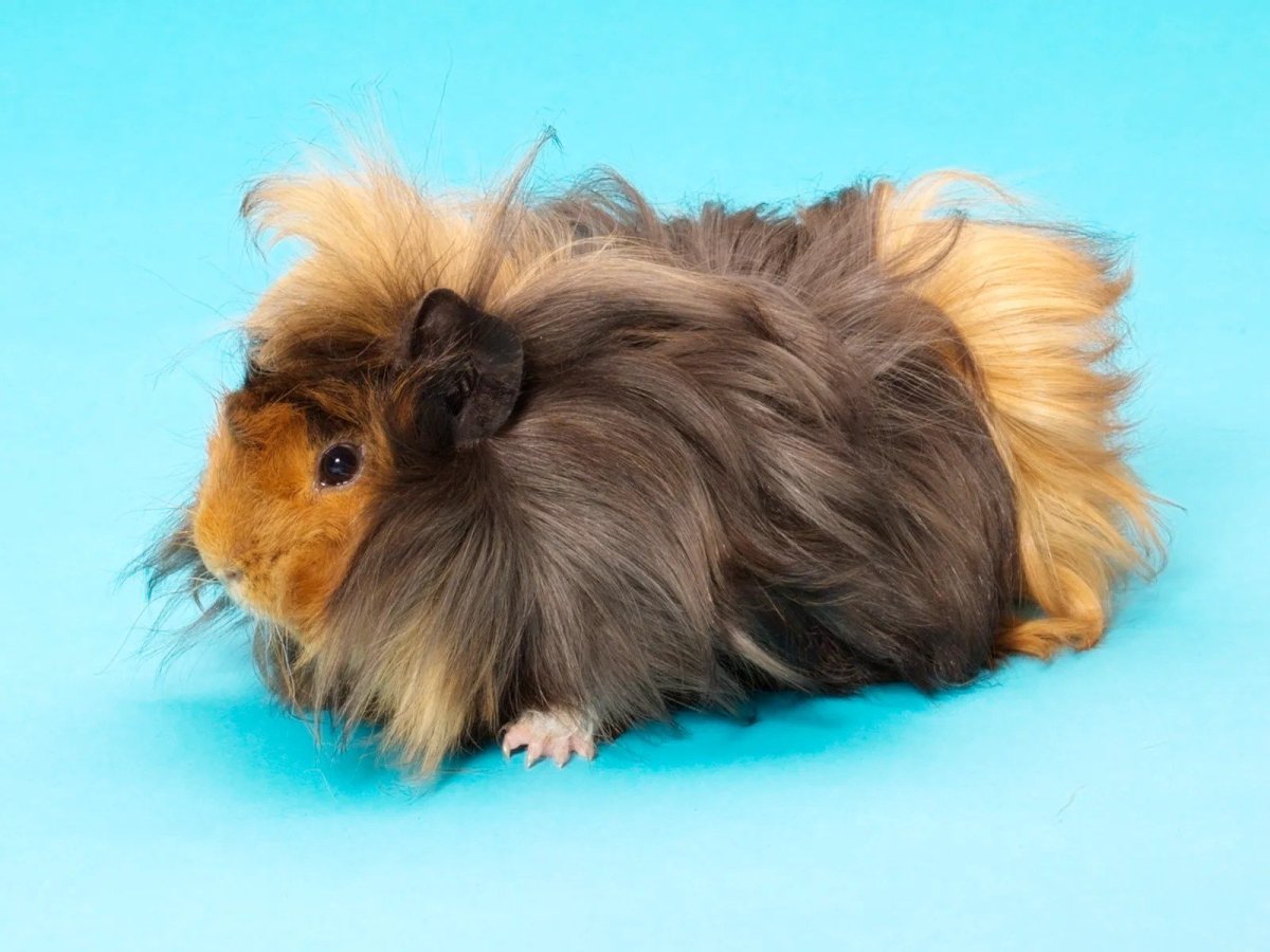 Родина морских свинок