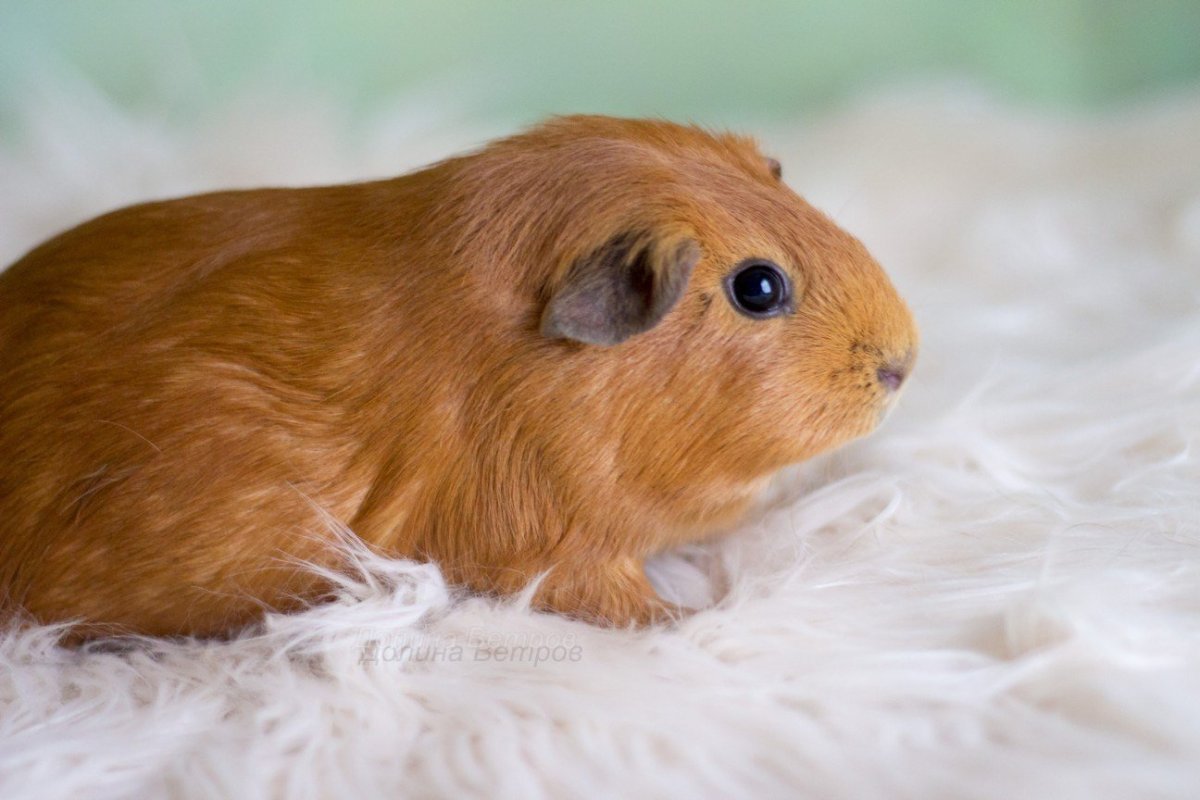 Долина ветров питомник морских свинок