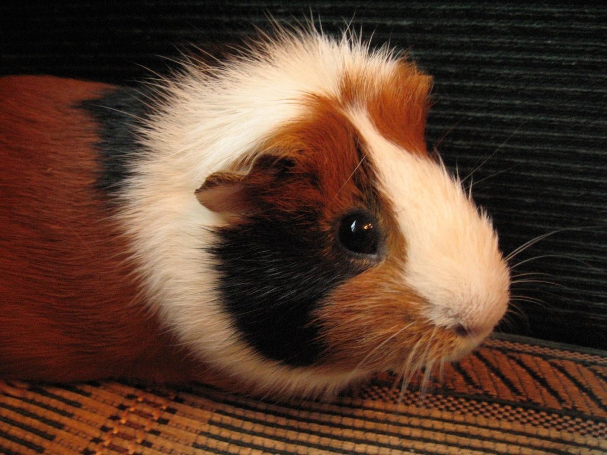 Морская Свинка Норман