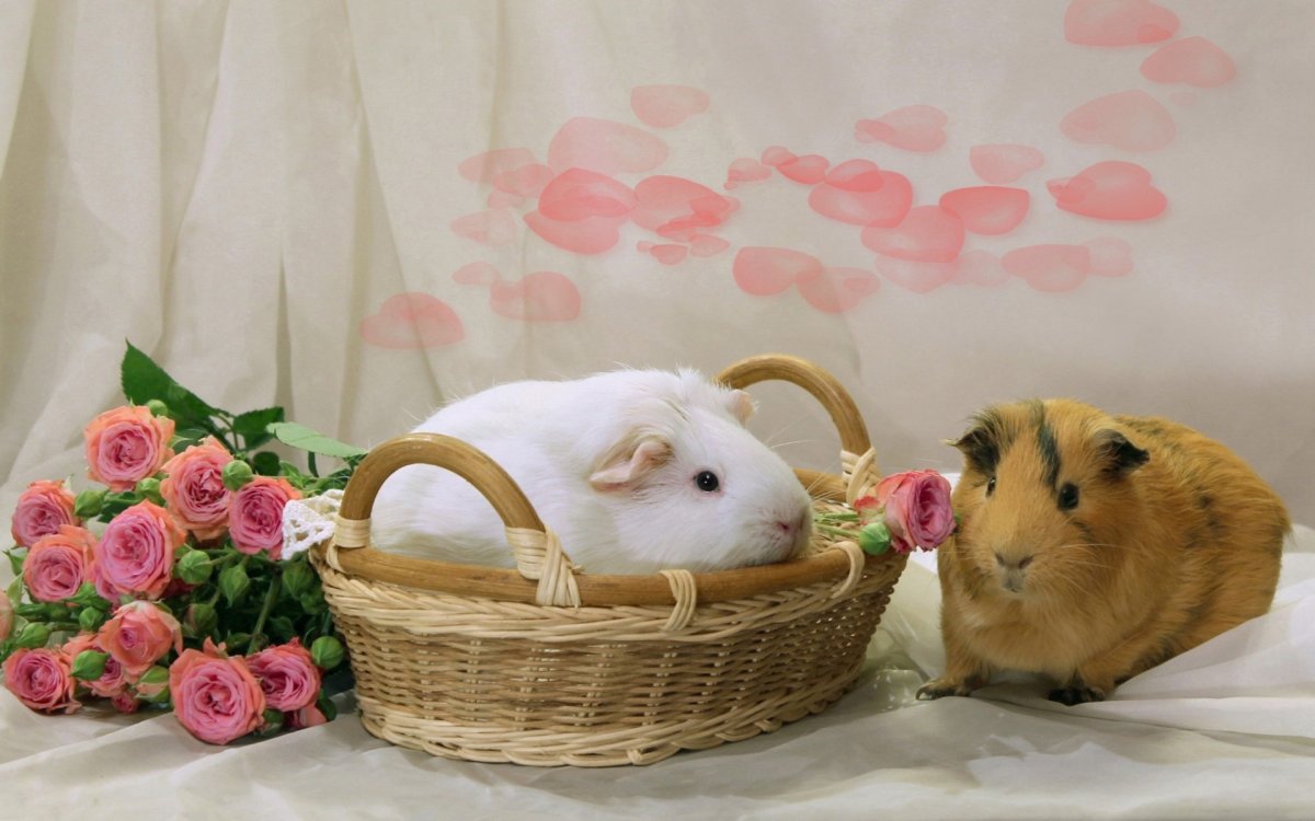 Two Guinea Pigs