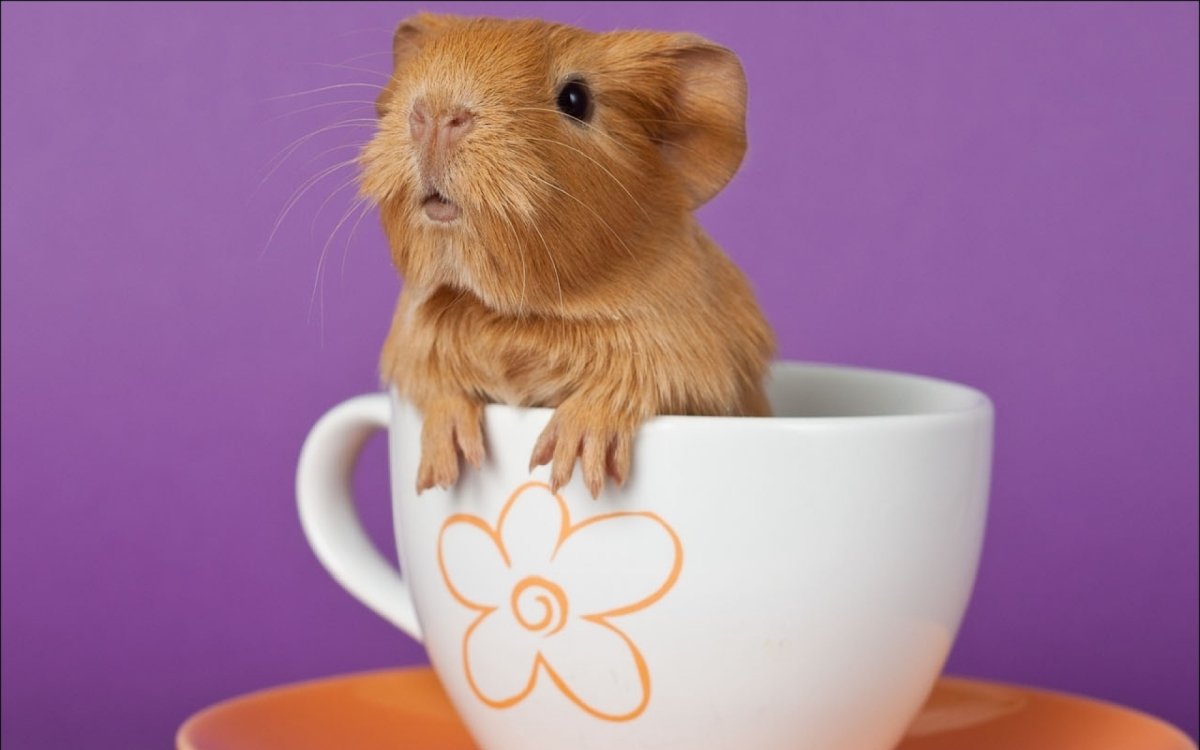 Джек Рассел и морская Свинка