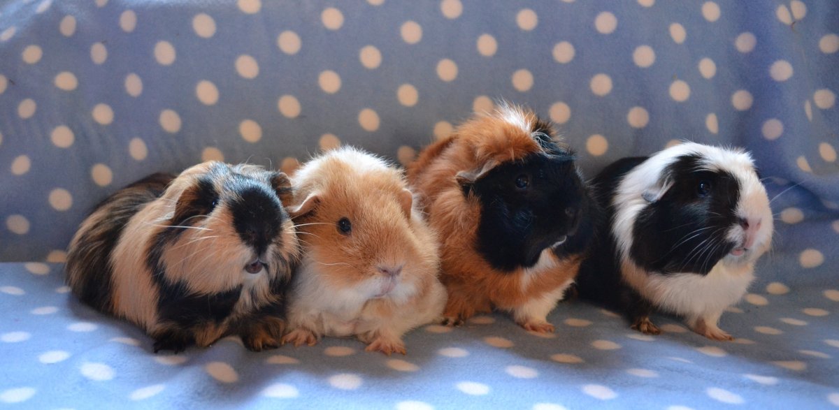 Морская Свинка на прозрачном фоне