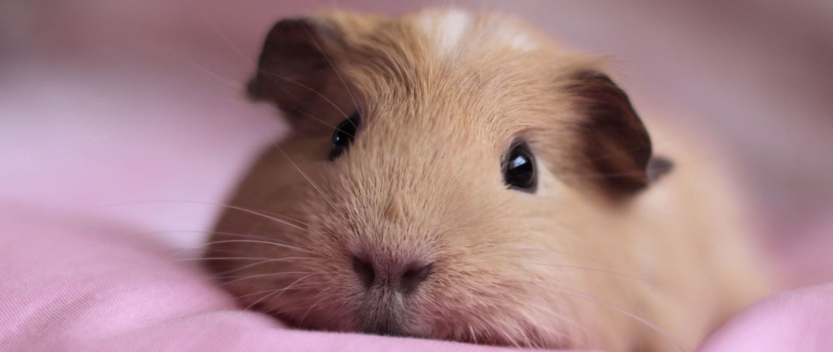 Морские свинки