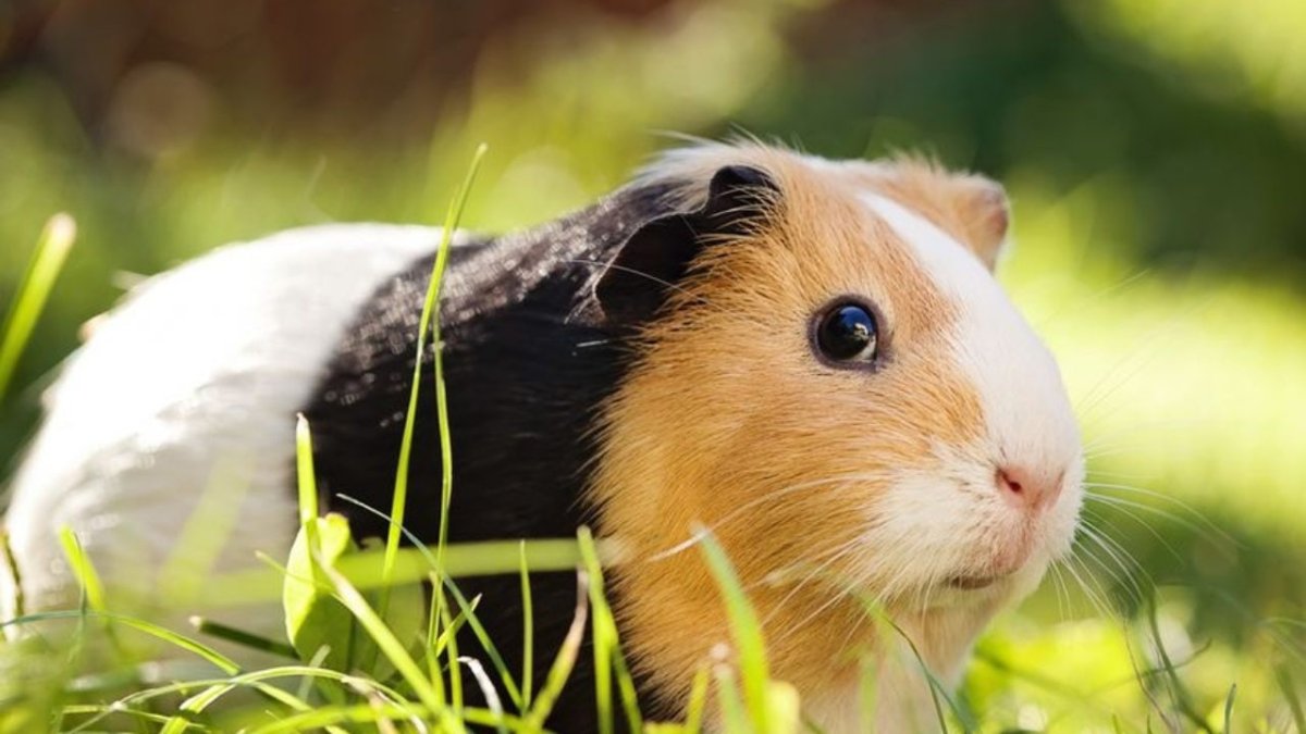 Щенок морской свинки