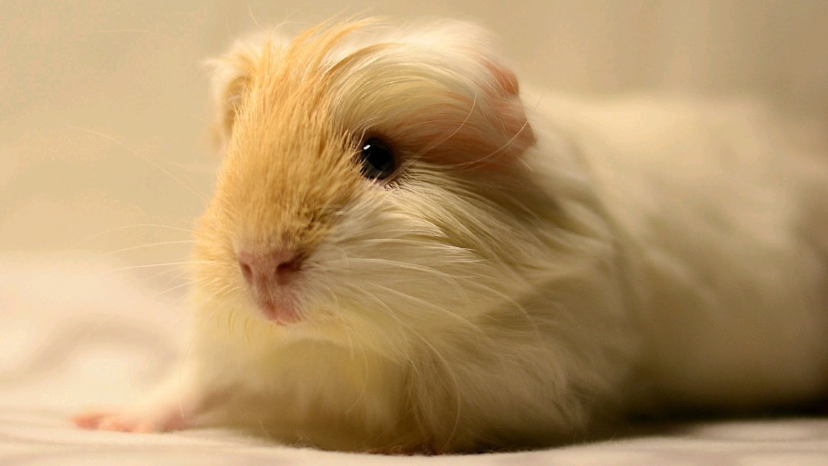 Морская Свинка фото