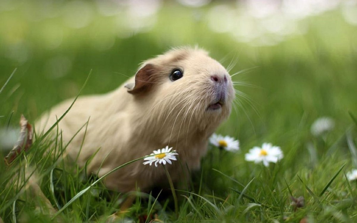 Чехол с морской свинкой