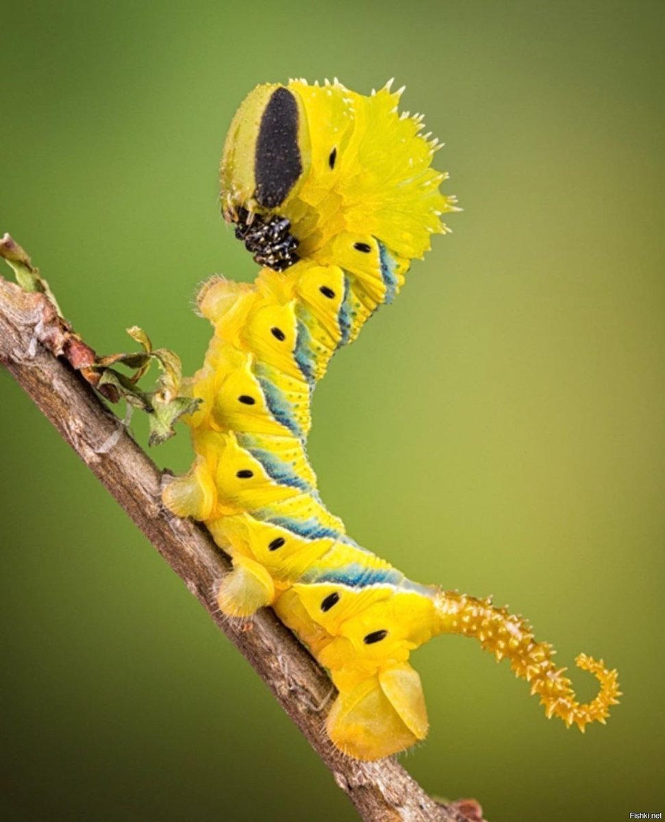 Papilio Machaon гусеница