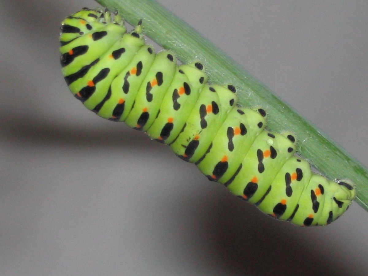Papilio Palinurus гусеница