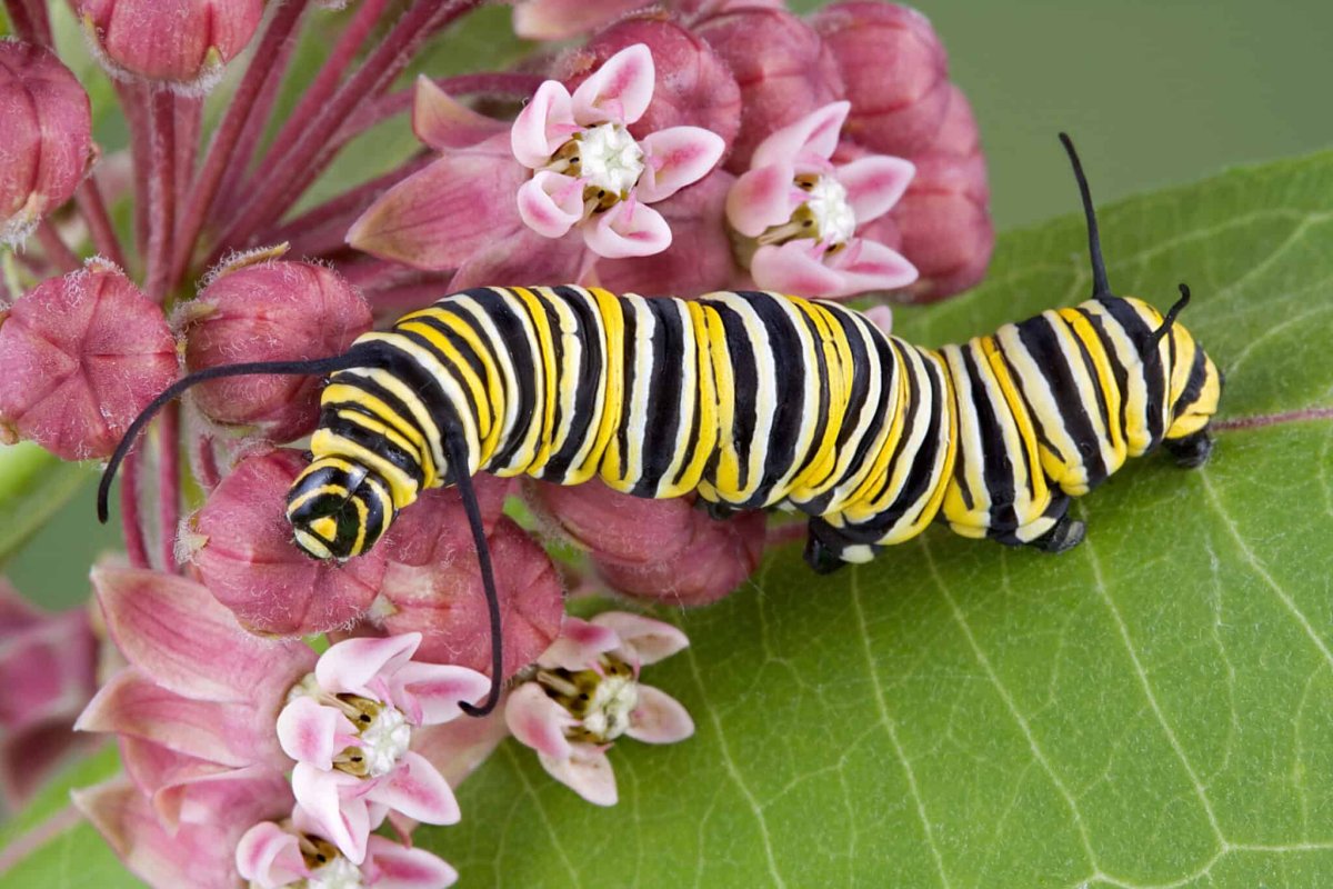 Гусеница бабочки Spicebush Swallowtail