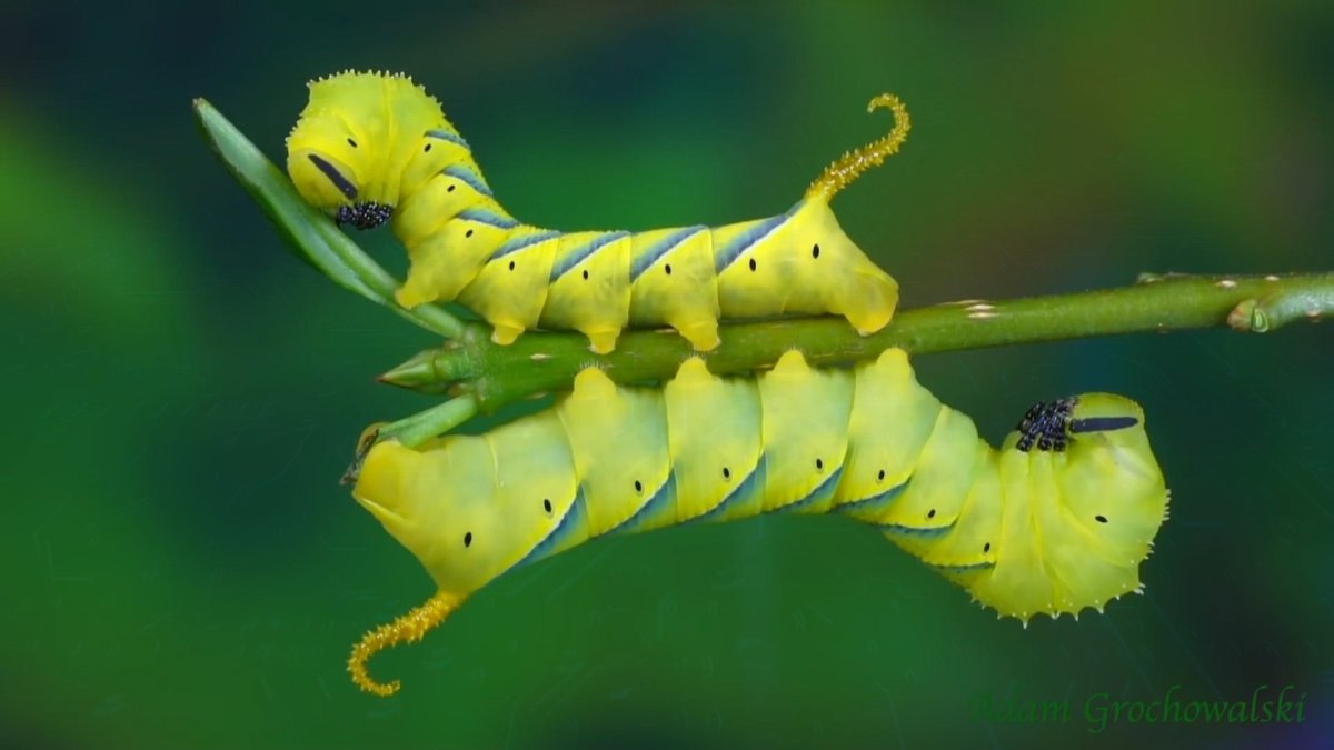 Гусеница и бабочка Махаон вредители?