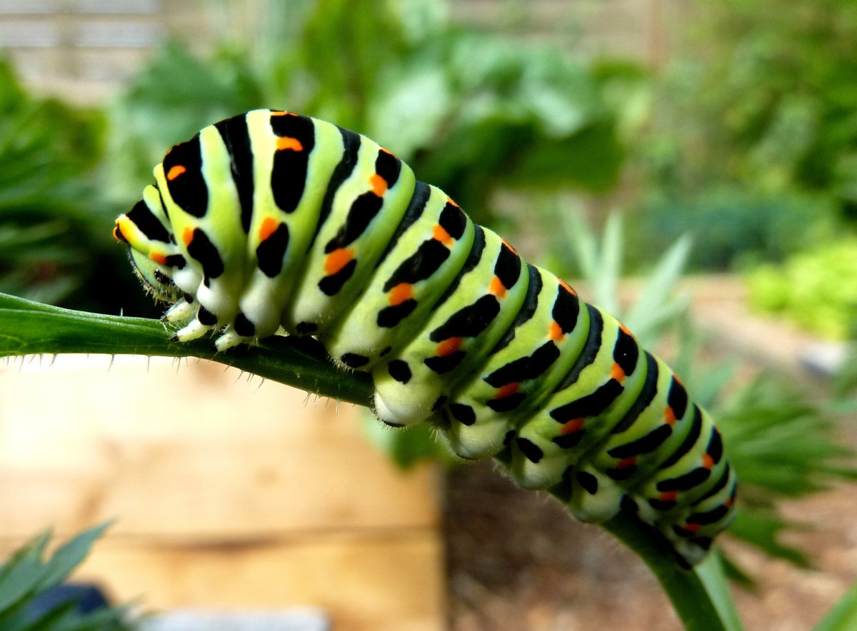 Swallowtail Caterpillar