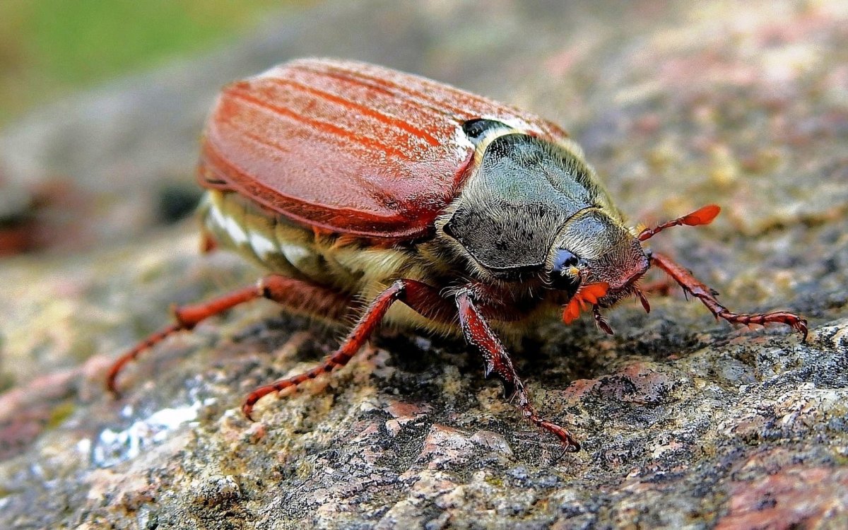 Жук хрущ Приморский