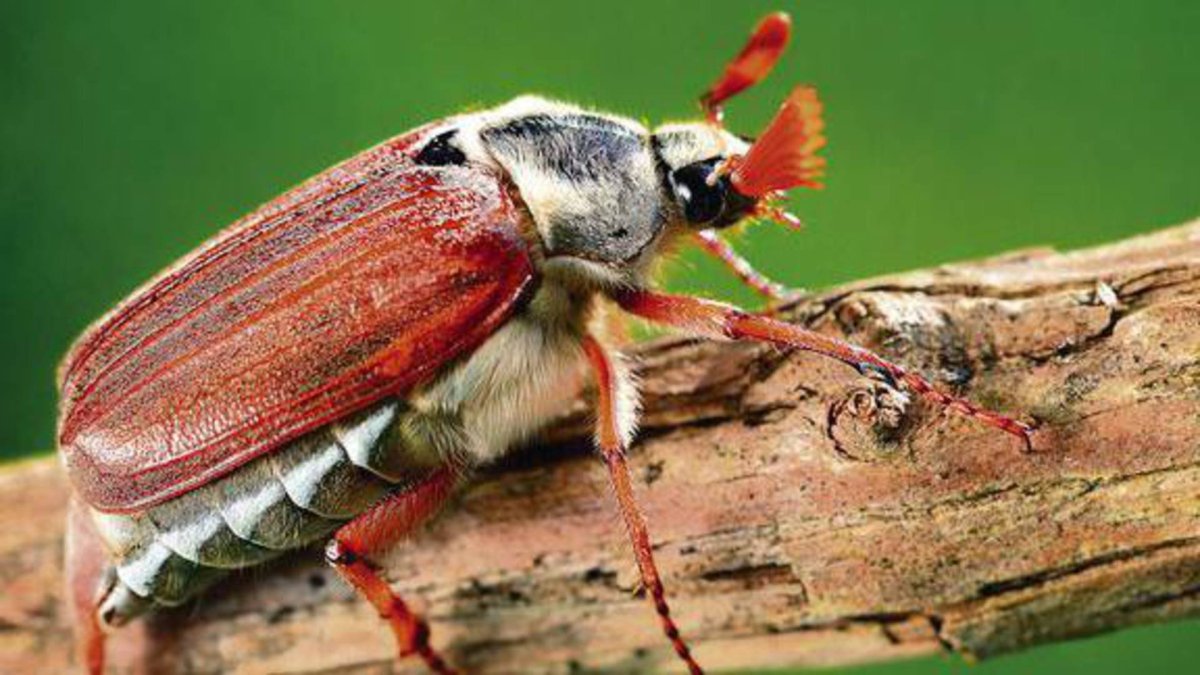 Усики майского жука