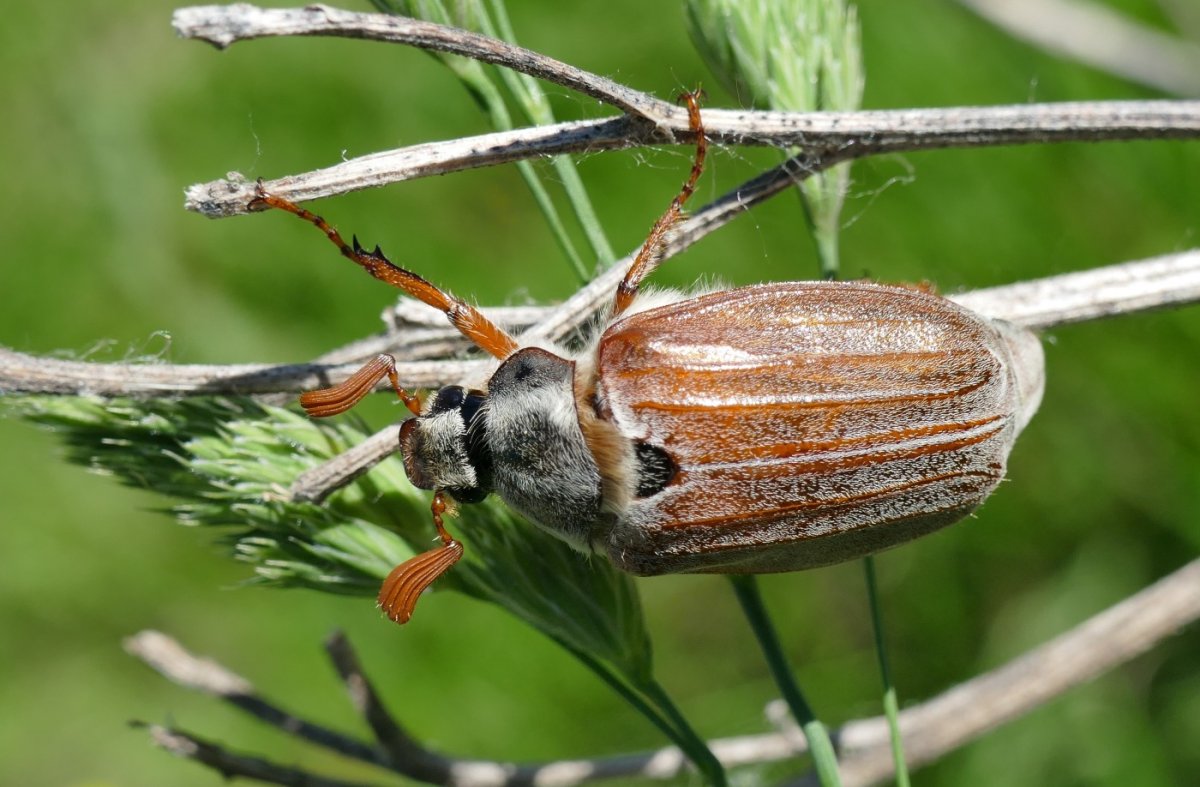 Луговой Хрущик Жук