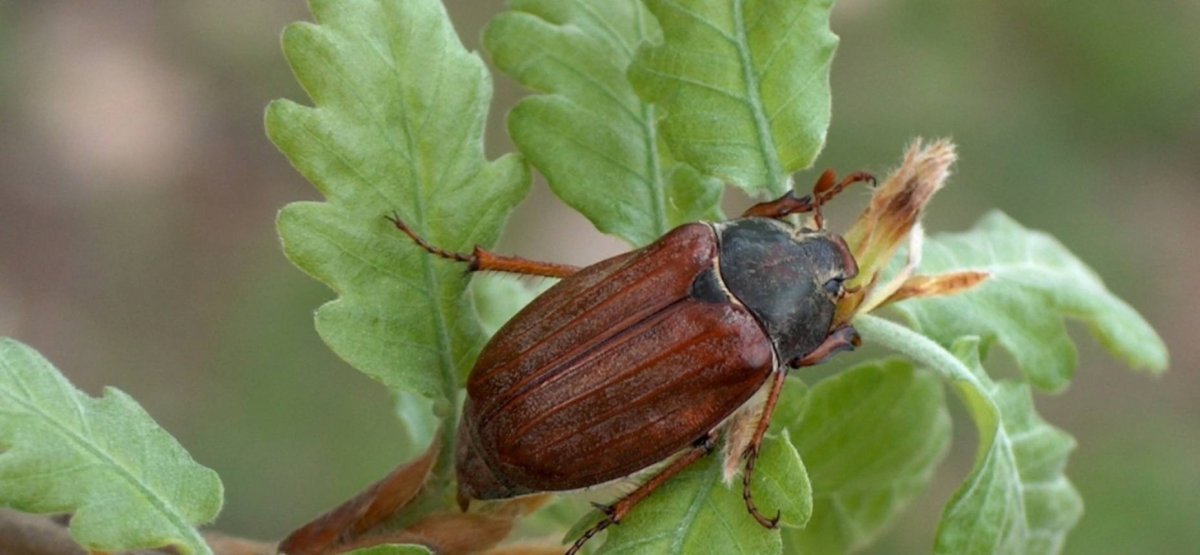 Смешной Жук