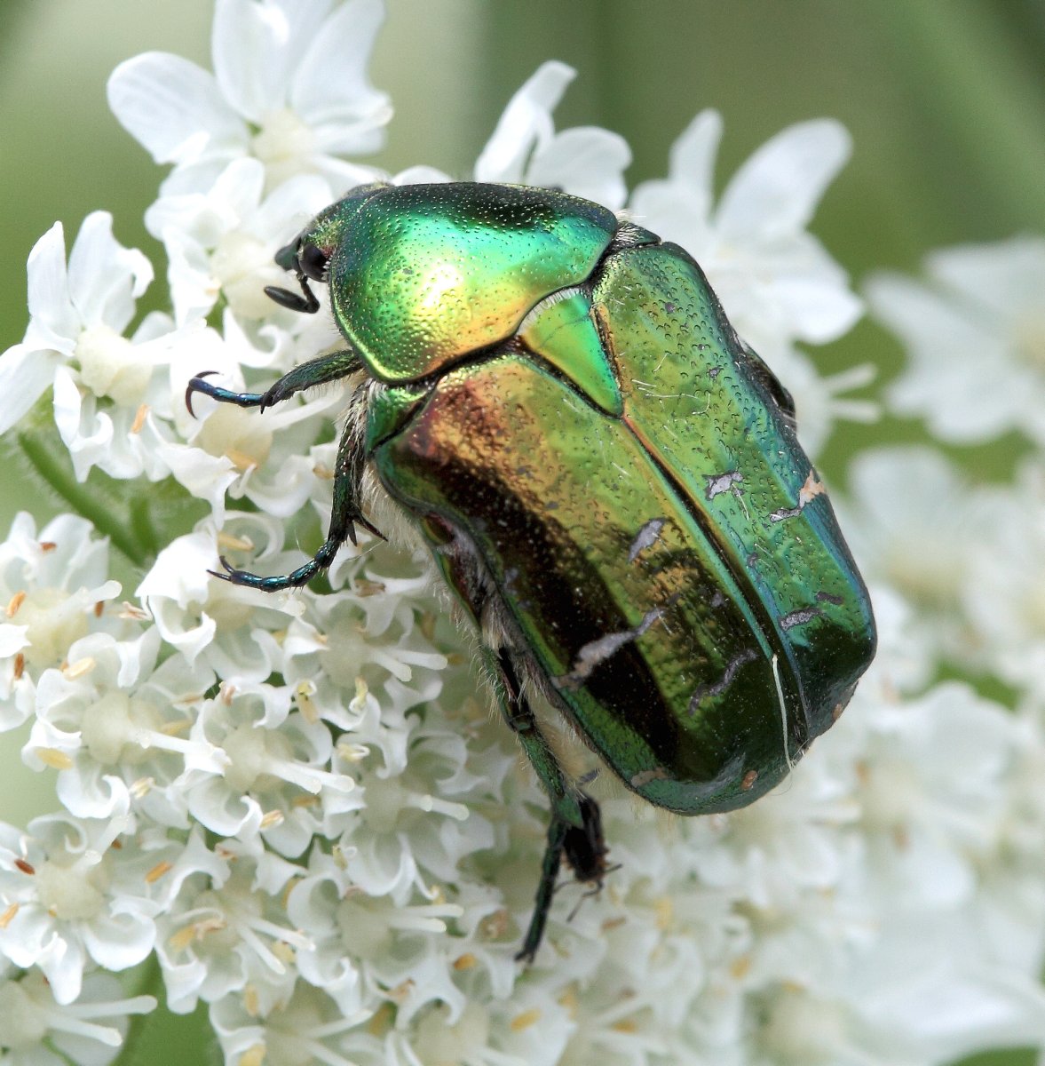 Майский Жук на белом фоне