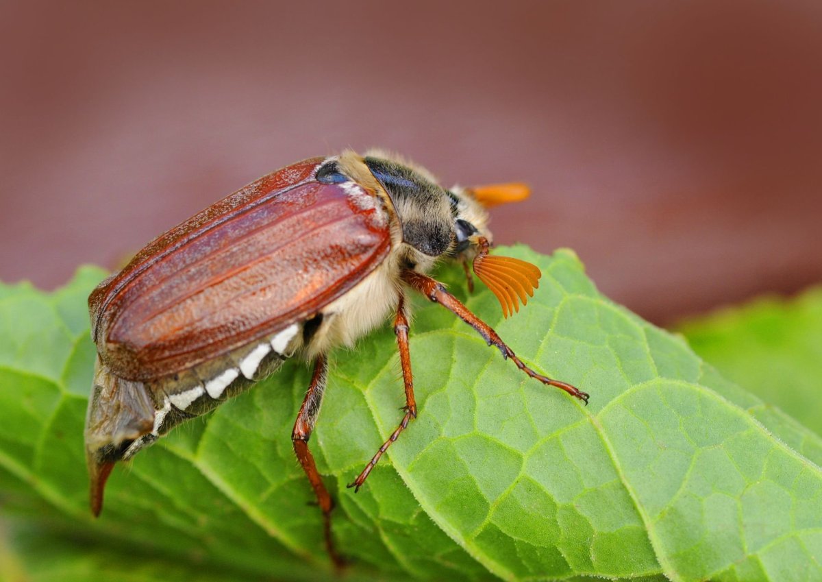 Майский Жук макрофото