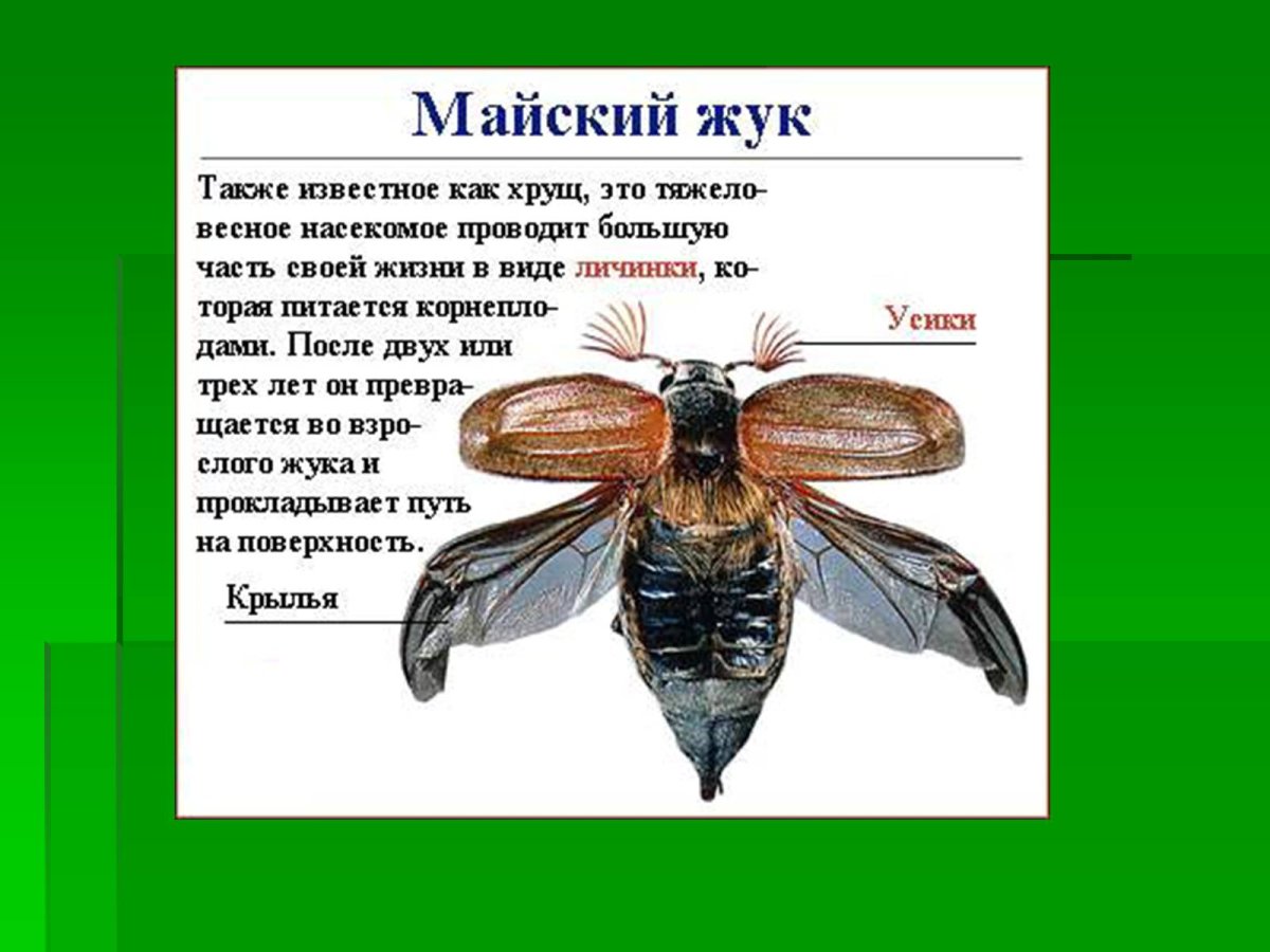Майский Жук хрущ