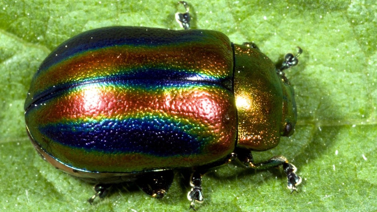 Цветочный Жук Mecynorrhina torquata